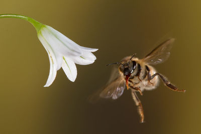 Close-up of insect pollinating on flower