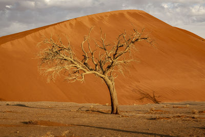 Bare tree on desert against sky