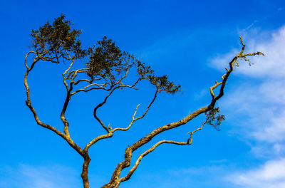 Low angle view of bare tree against blue sky