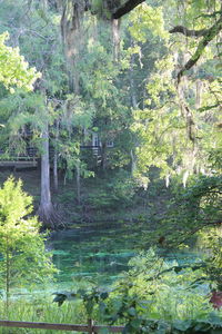 Trees by lake in forest