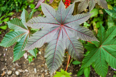 High angle view of maple leaves on field