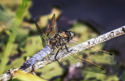 Close-up of dragonfly on leaf