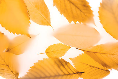 Close-up of yellow maple leaves during autumn