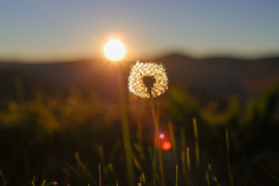 Close-up of dandelion on field against sky during sunset