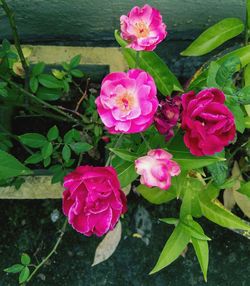 High angle view of pink roses