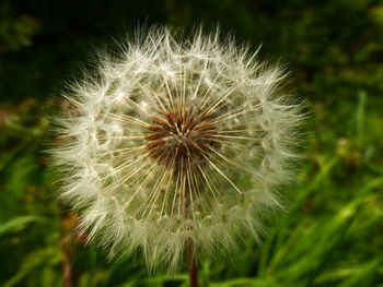 Close-up of dandelion against blurred background