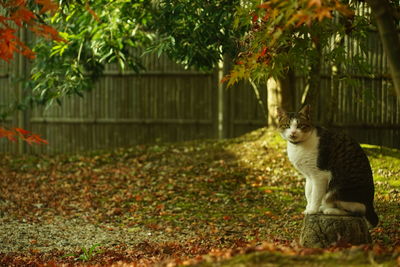 A tabby cat sitting in a japanese garden at autumn leaves season