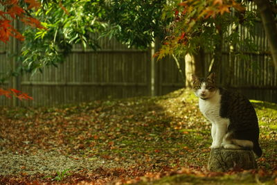 Cat sitting by plants