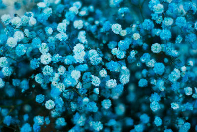 Full frame shot of blue flowers