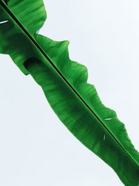 Low angle view of plant against white background