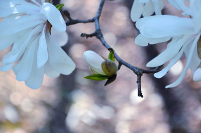 Close-up of white star magnolia bud
