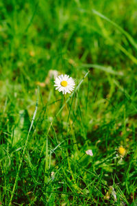 Close-up of white flowering plant on field