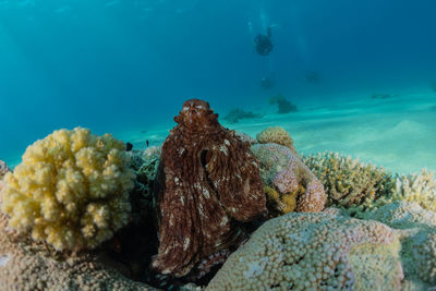 Octopus king of camouflage in the red sea, eilat israel