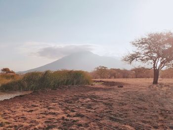 Scenic view of landscape against sky