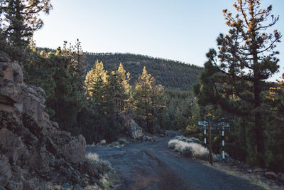 Road amidst trees against clear sky