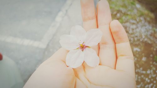 Close-up of cropped flower