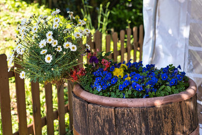 Close-up of potted plant