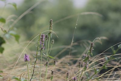 Close-up of purple flowering plant on field