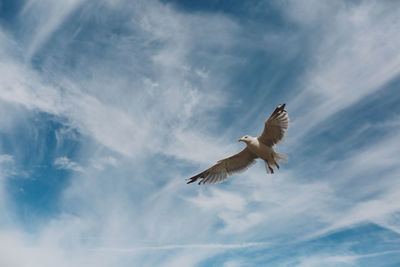 Low angle view of seagull flying against cloudy sky