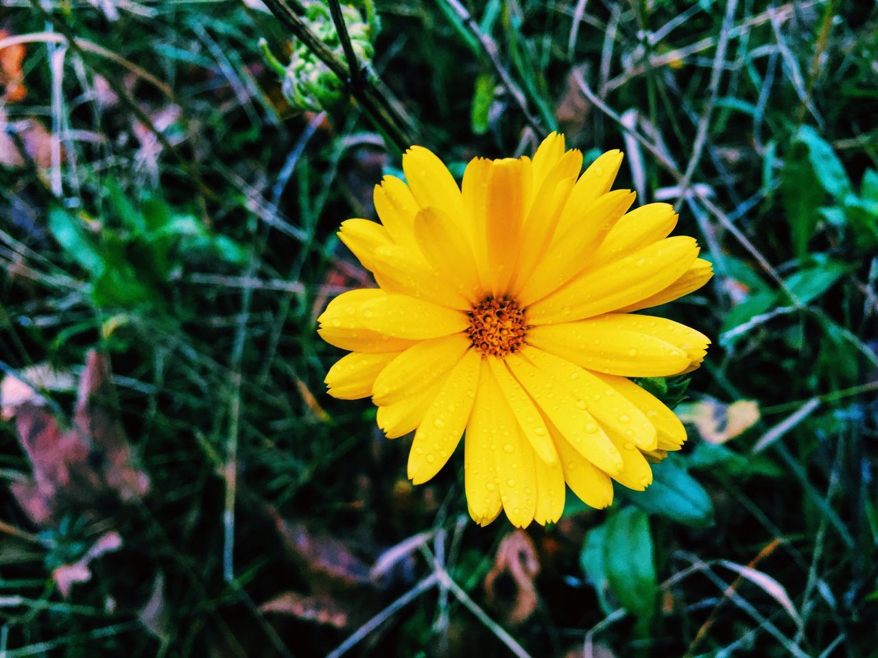 flower, nature, fragility, petal, yellow, beauty in nature, freshness, flower head, growth, plant, blooming, focus on foreground, outdoors, close-up, no people, pollen, day