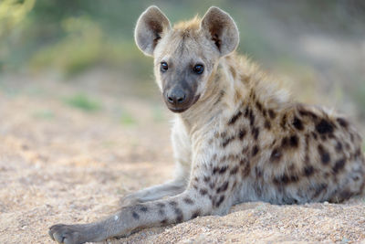 Portrait of lion sitting on land