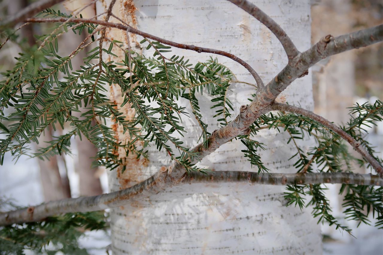 CLOSE-UP OF PLANT AGAINST TREE