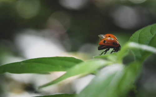 Close-up of ladybug on leaf