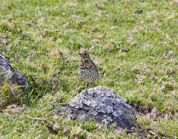 Bird perching on a rock