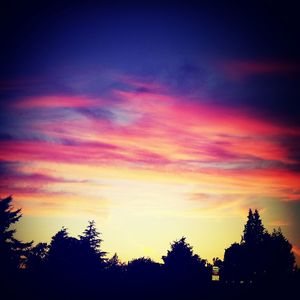 Silhouette of trees at sunset