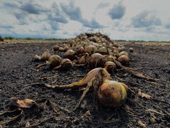 Close-up of hay on field