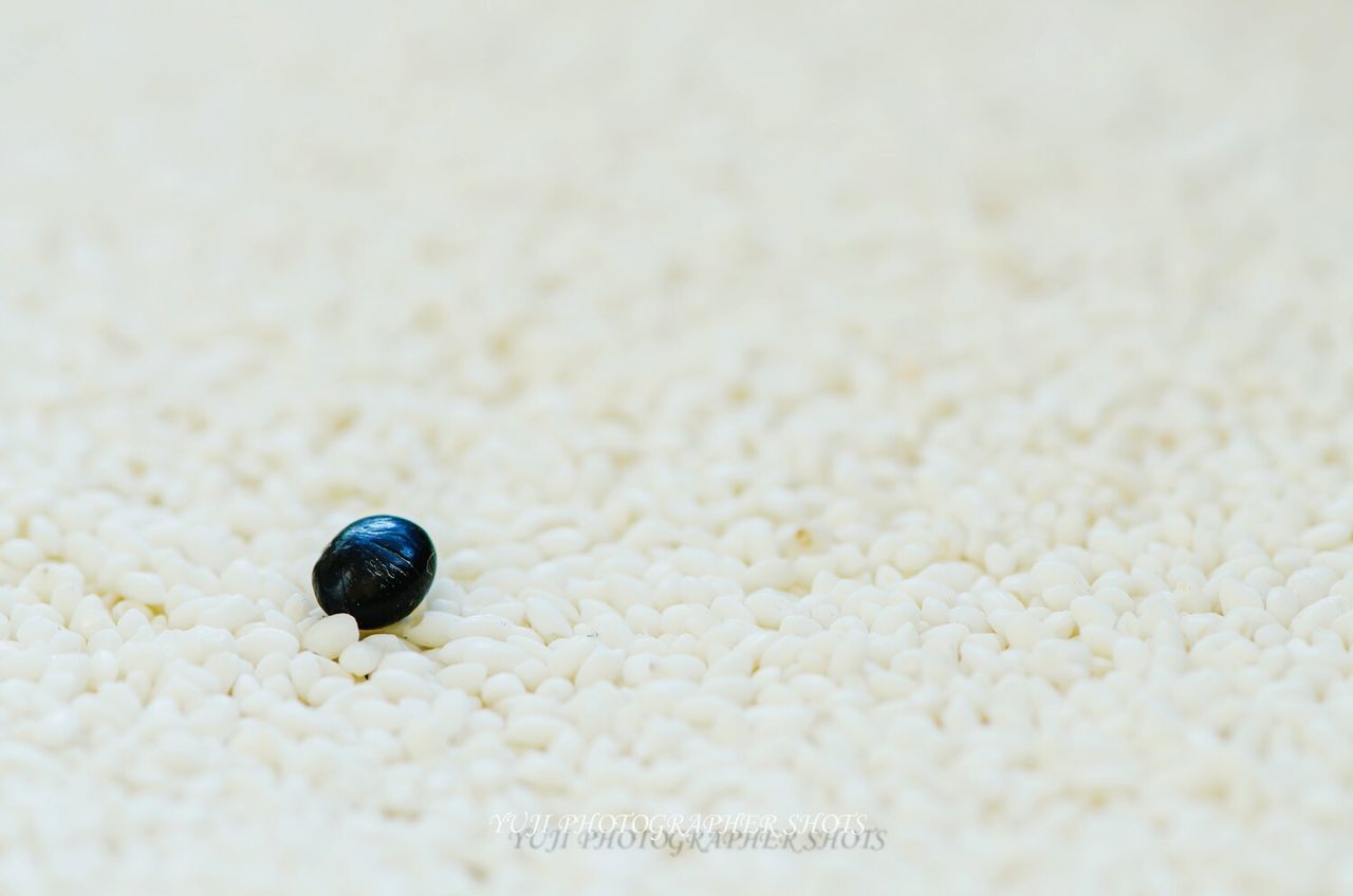 close-up, selective focus, insect, sand, animal themes, beach, one animal, seashell, wildlife, animals in the wild, food and drink, animal shell, nature, focus on foreground, shell, still life, no people, food, high angle view, day