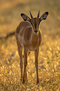 Backlit young