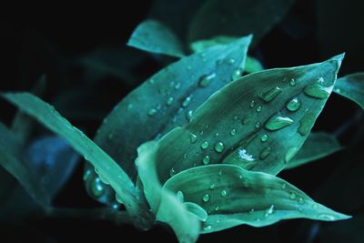 Close-up of water drops on green leaves