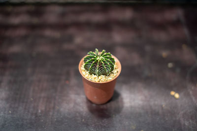 Close-up of succulent plant on table