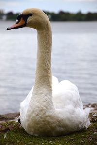 Close-up of swan in lake