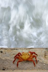 Crab in hightide