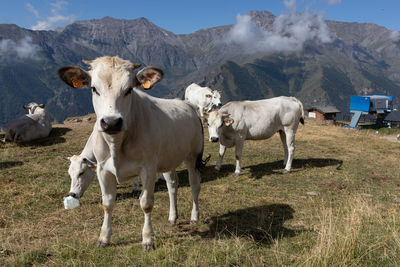 Cows standing in a field