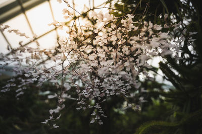 Close-up of white cherry blossom tree