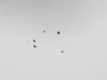 Low angle view of birds flying in the sky