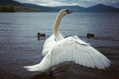 Swan with spread wings against ducks in lake