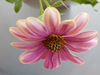 Close-up of pink flower