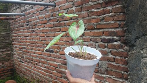 Close-up of hand holding potted plant against brick wall