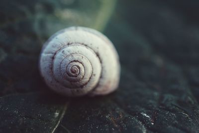 Snail in the nature