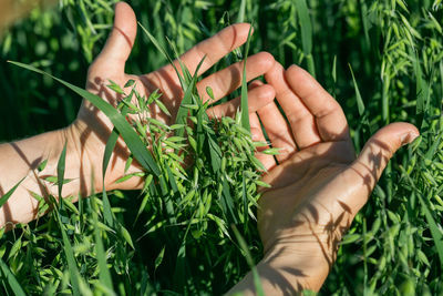 Cropped hand of woman holding plant