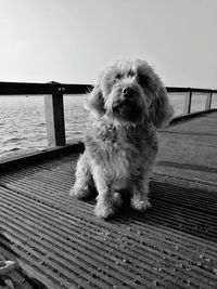 Dog by sea against sky