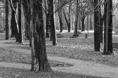 Trees in forest