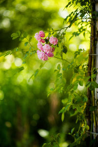 Close-up of pink flowers blooming outdoors