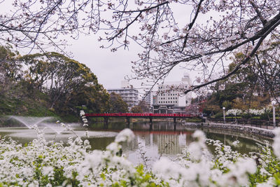 Bridge over lake in city