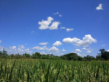 Scenic view of agricultural field against blue sky