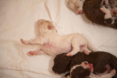 High angle view of dog sleeping on bed